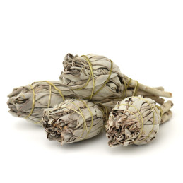 Biała szałwia w pęczku (15-20 g) kadzidło oczyszczające (White Sage / SALVIA APIANA)