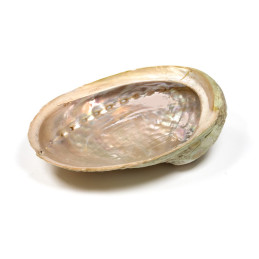 Abalone Shell - muszla (13-16 cm) do palenia kadzideł z drewnianym stojakiem