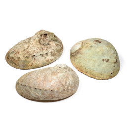 Abalone Shell - muszla (13-16 cm) do palenia kadzideł z drewnianym stojakiem